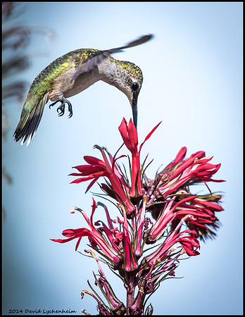 Ruby-Throated Humming bird 11x14
