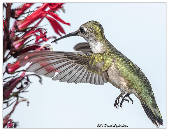 Ruby-Throated Humming bird 11x14